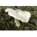 Мицелий Говорушки гигантской / Рядовка гигантская (Leucopaxillus giganteus)